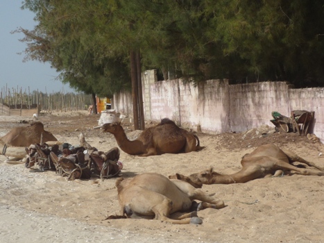 Afrika 2012 - Touba - Thies - Lac Rose