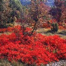 Ruj - jesen na Krasu - Goran Rovan